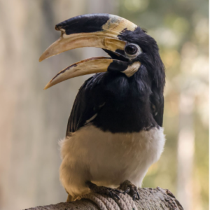 Hornbill with an open beak sitting on a rope