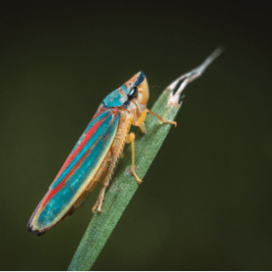 Leafhopper on blade of grass