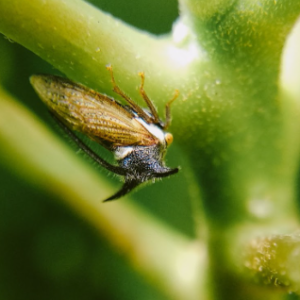 A type of leafhopper on a green plant