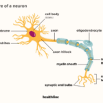 Neuron