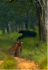 The Bhadra Wildlife Sanctuary
