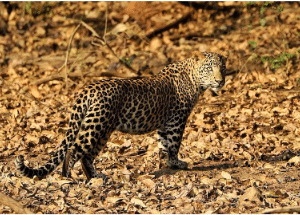 The Bhadra Wildlife Sanctuary