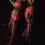 beetroot