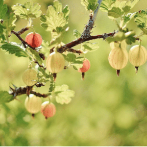 Gooseberry on the plant