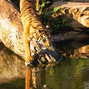  Tiger near water