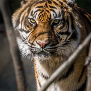 Tiger looking ferocious reserve