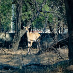 A deer at Sultanpur national park, Gurgaon