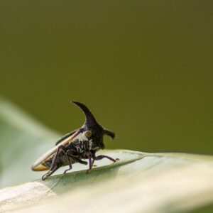 Treehopper