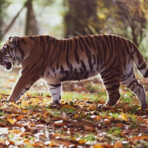 Bengal Tiger (Forest Reserve)