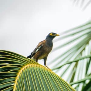 A Bird  silent valley