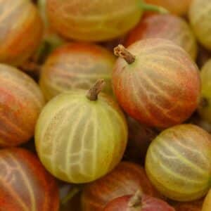 Bundle of gooseberries