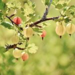 Gooseberry on the plant