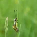 Owlfly on a husk