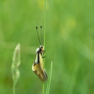 Owlfly on a husk  Owlflies