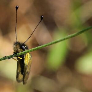 Owlfly on a piece of grass 