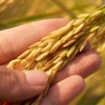 Rice grains held in the hand