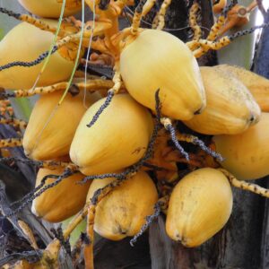 Ripe breadfruits hanging