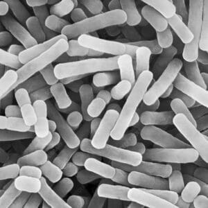 Lactobacillus equicursoris paracasei 