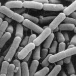 Probiotics Lactobacillus paragasseri