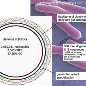 Genome statistics of Lactobacillus helveticus