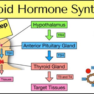 Thyroid-stimulating hormone