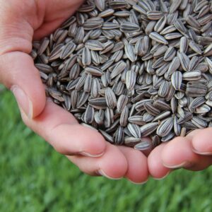  A handful of Sunflower seeds