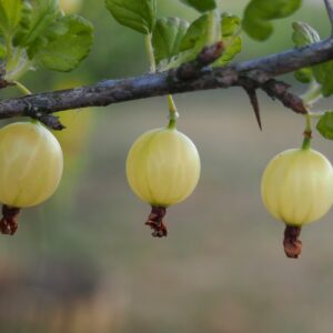 Gooseberries hanging on the branch