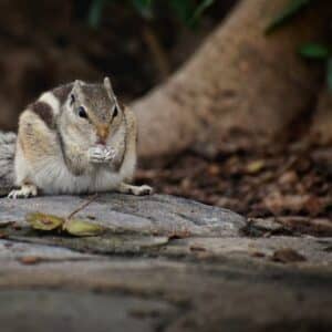 Wildlife Panchkula