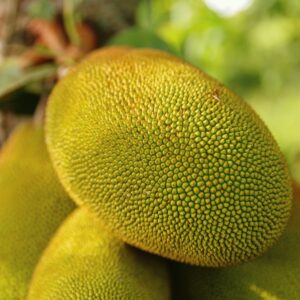  Raw Jackfruit patties