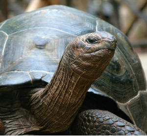 Animal tortoise