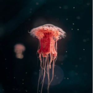 Longest living animal-Red jellyfish