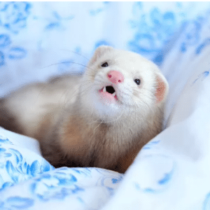 Cinnamon ferret 2024 for sale