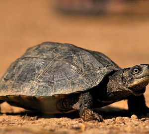 Indian Black Turtle on land
