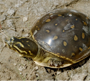  Indian Flapshell Turtle on land