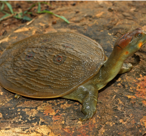 Leith’s softshell turtle