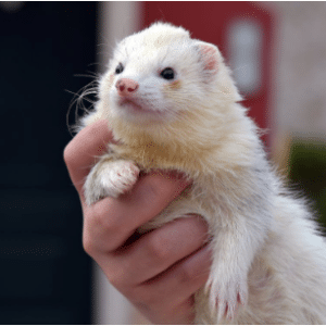 A Ferret