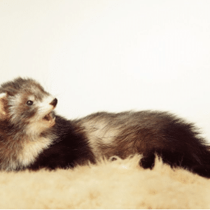 Angora Ferret