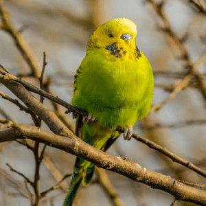 Budgerigar on a tree branch