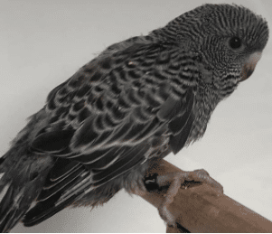 Black Budgerigar