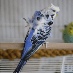 Helicopter Budgerigar