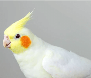 Lutino cockatiel