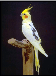 Pied cockatiel