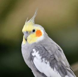 Emerald cockatiel