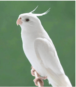 Albino cockatiel