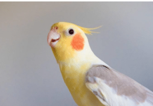 Fallow cockatiels