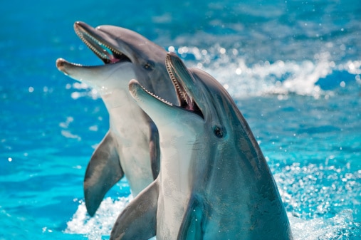 image of a dolphin