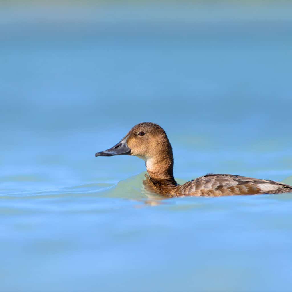 Madagascar Pochard