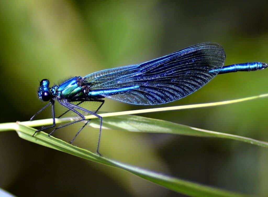 Dragonfly