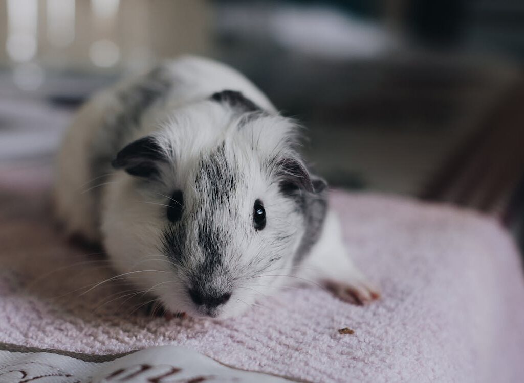 Guinea pig