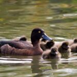 Madagascar Pochard-Sparse bird in World